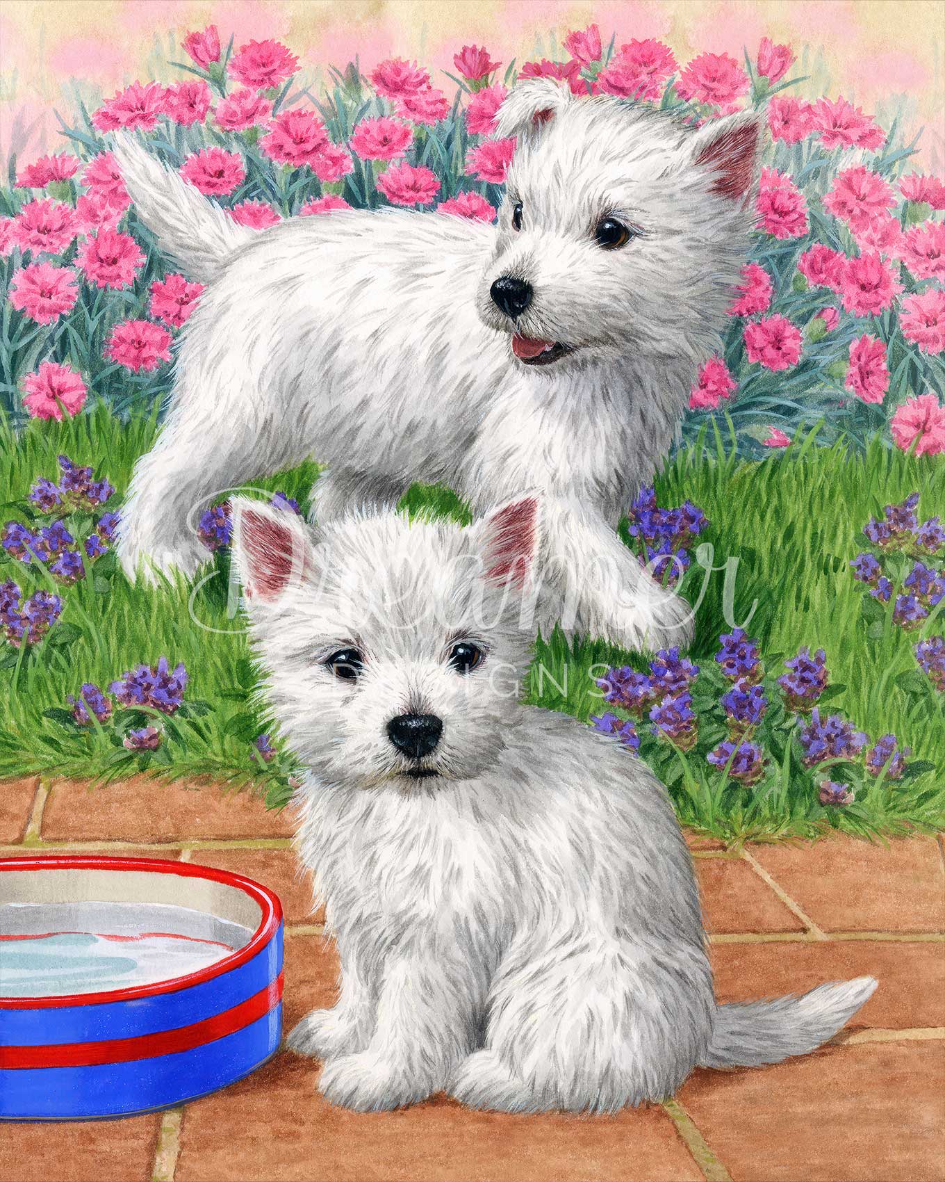 Westie Pups