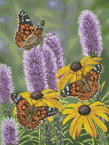 Painted Ladies