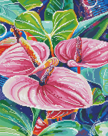 Pink Anthurium