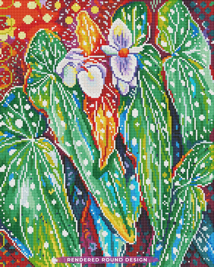 Begonia Maculata
