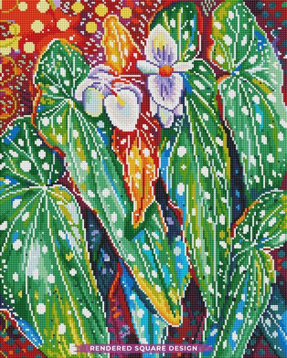 Begonia Maculata