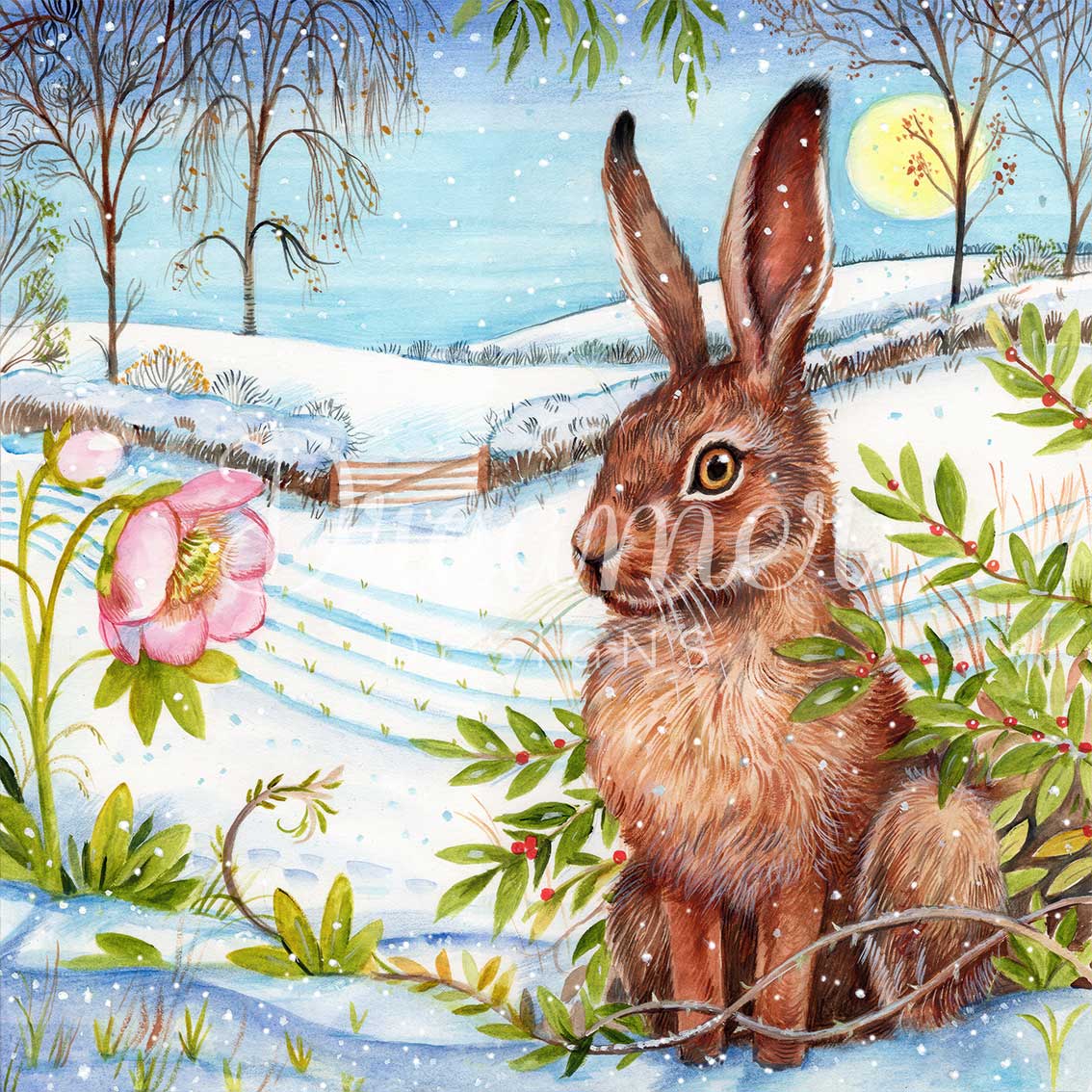 Snow Meadow Hare