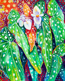 Begonia Maculata