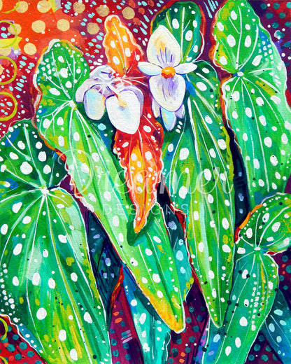 Begonia Maculata