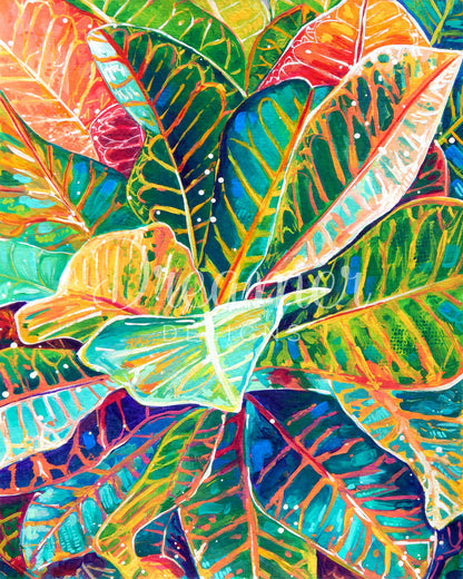 Croton