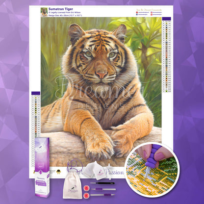 Sumatran Tiger